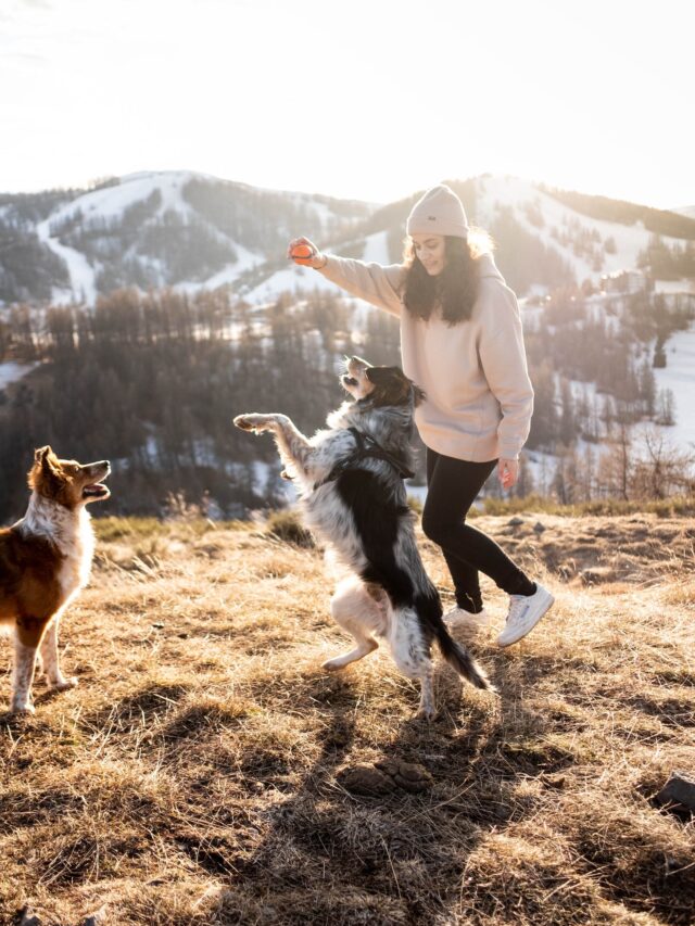 free-photo-of-woman-playing-with-dogs-outdoors