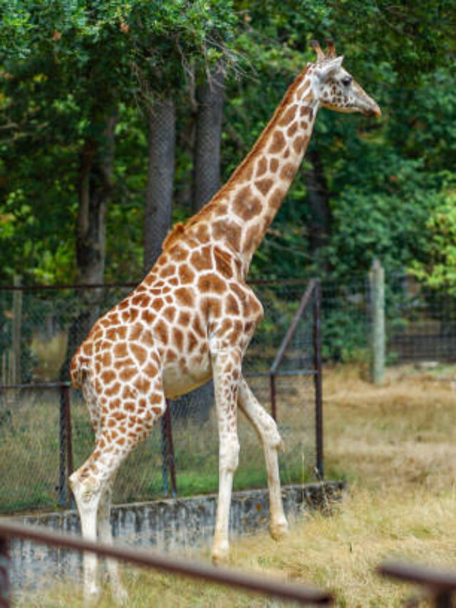 gettyimages-1264340608-612x612