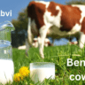 Tibbe Nabvi-Benefits of cow's milk