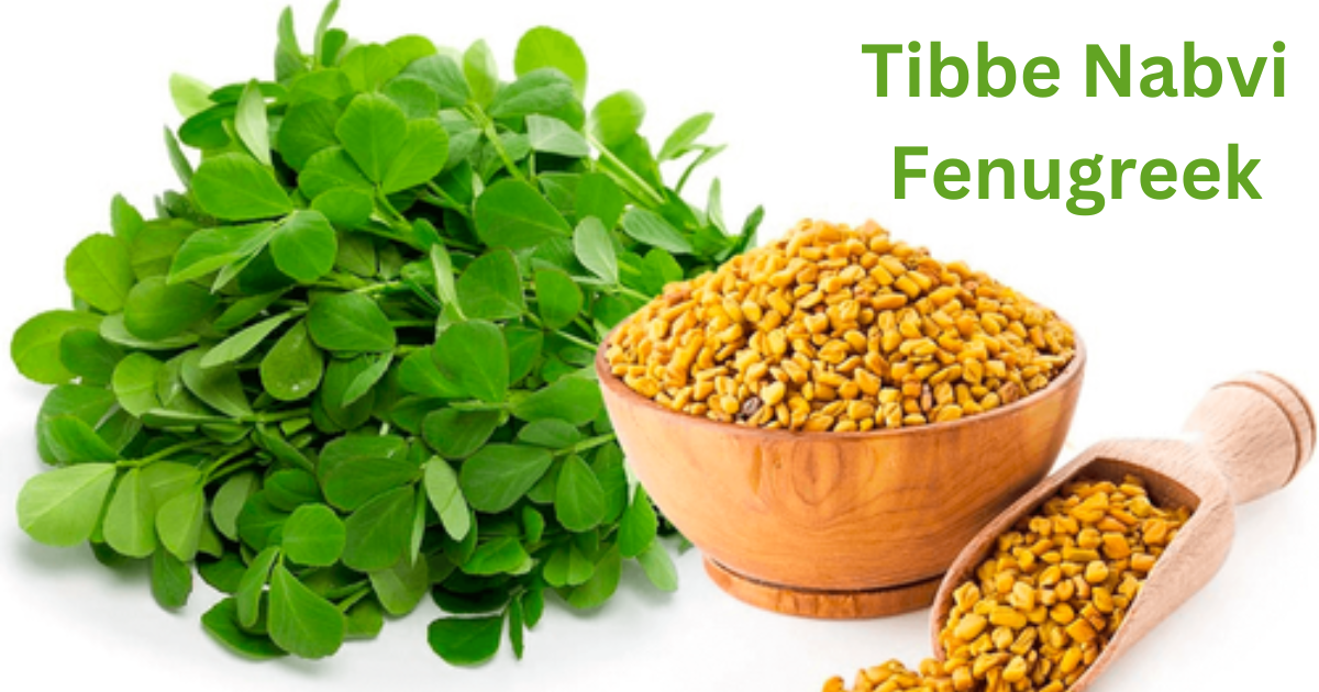 tibbe nabvi-fenugreek